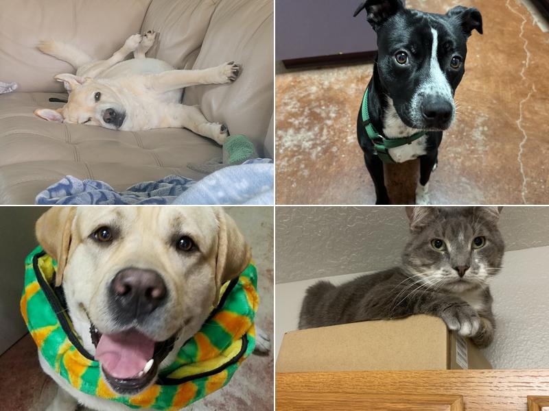 Kainer Veterinary Hospital