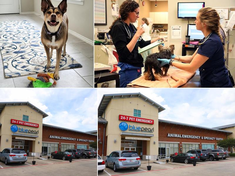 BluePearl Pet Hospital