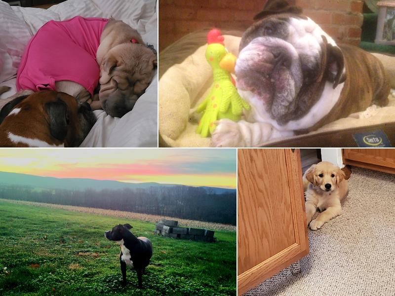 Ridgeview Veterinary Clinic