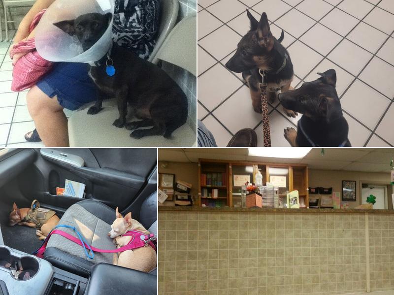 North Loop Pet Clinic