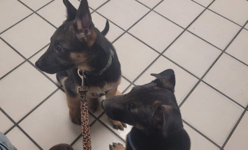 North Loop Pet Clinic