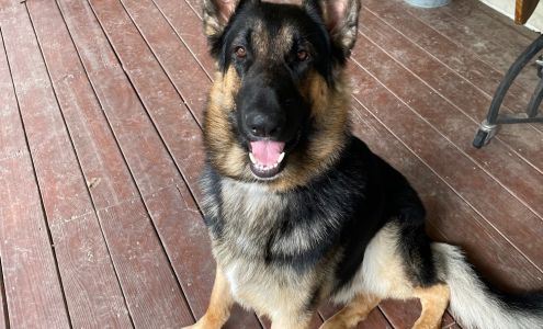 Big Thicket Veterinary Clinic- New Caney