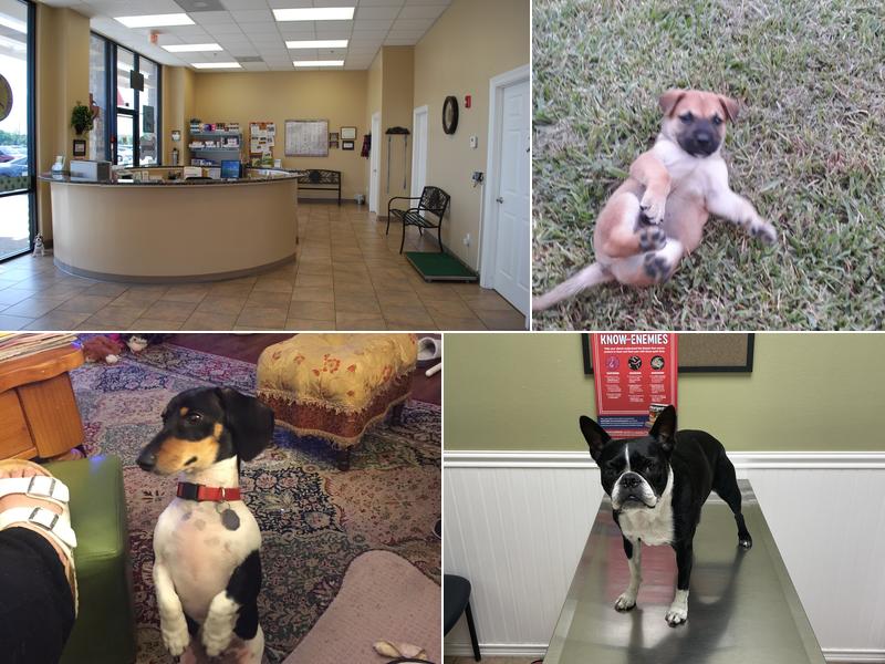 Blackhorse Animal Hospital