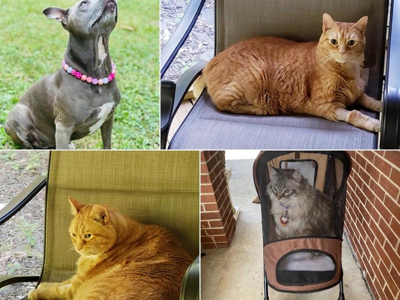 Thomas and England Veterinary Services