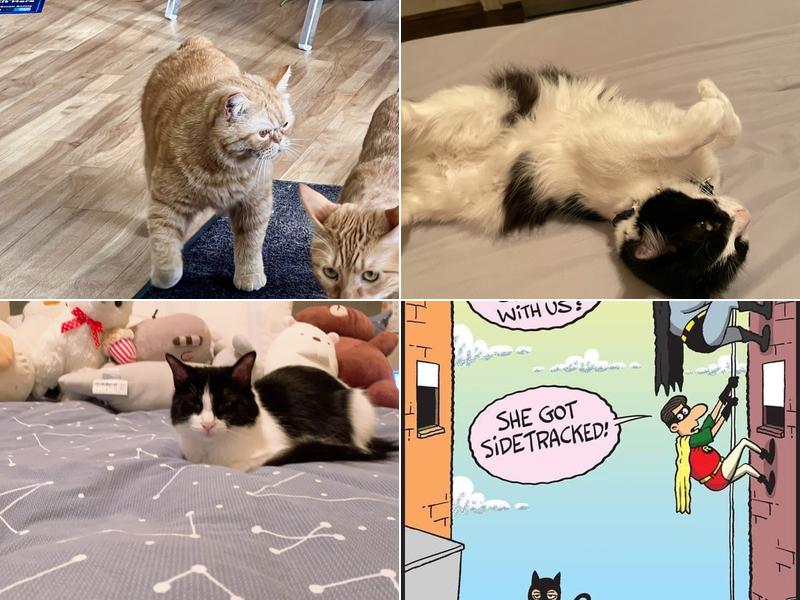 All Cats Veterinary Clinic