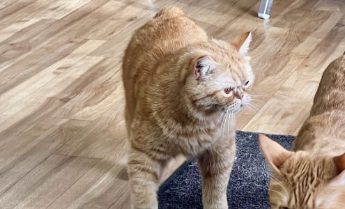 All Cats Veterinary Clinic