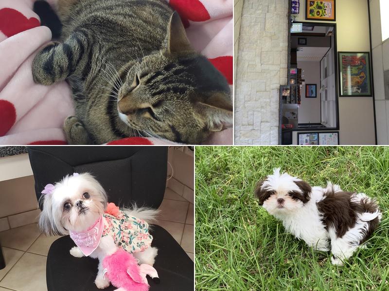 Jester Plaza Veterinary Clinic