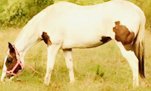 Riceland Veterinary Clinic