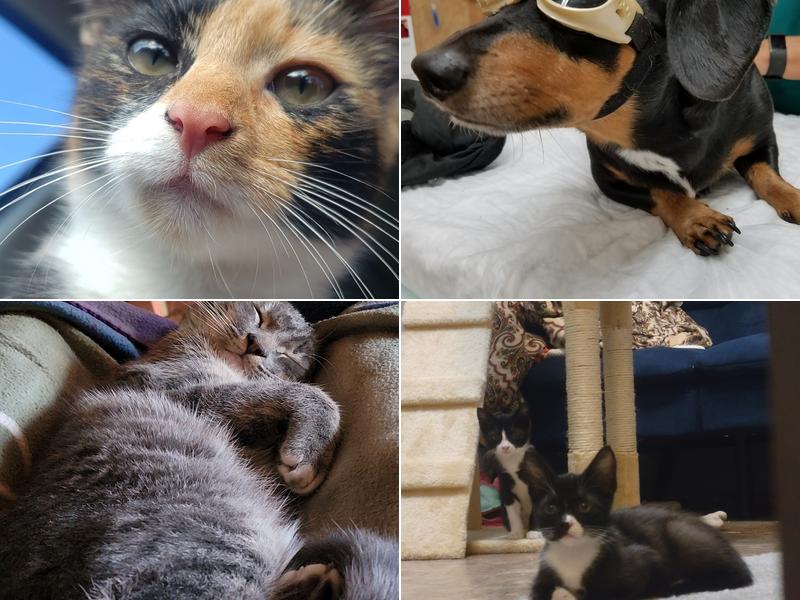 Countryside Veterinary Clinic