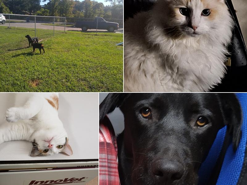 Pachar Veterinary Hospital PC