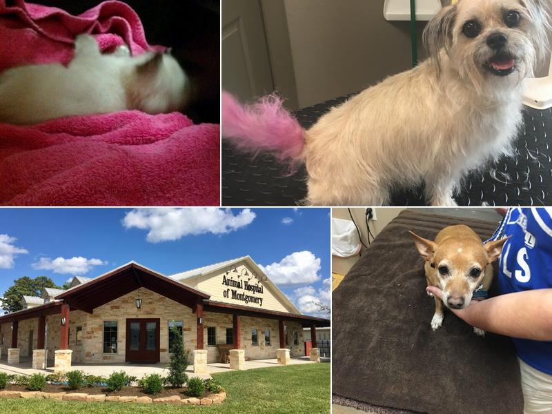 Animal Hospital of Montgomery