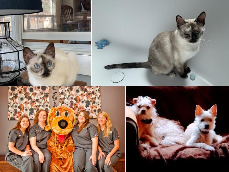 Wags 2 Whiskers Veterinary Hospital