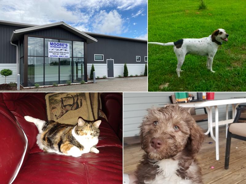 Moore's Veterinary Clinic