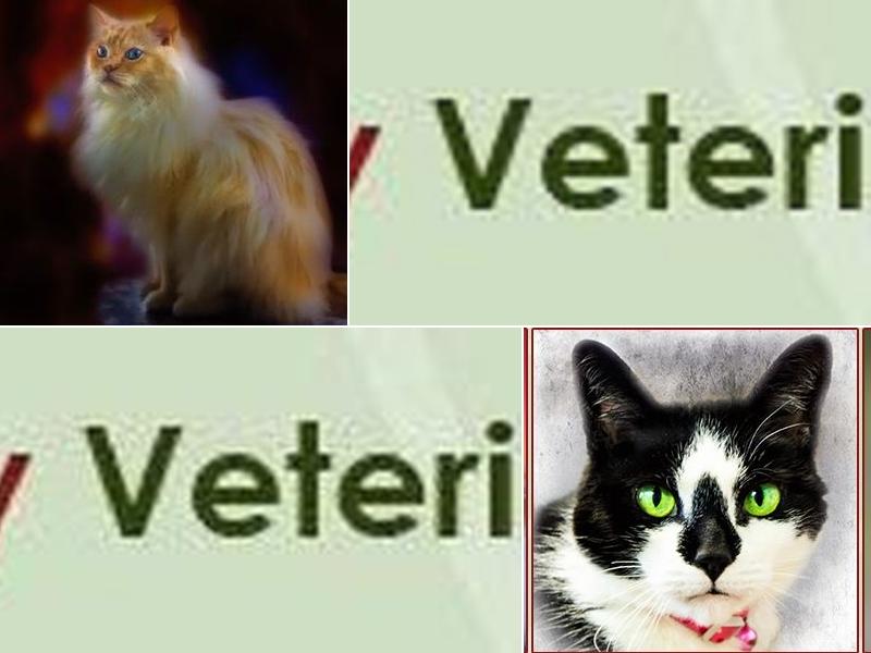 Country Veterinary Clinic: Simpson N R DVM