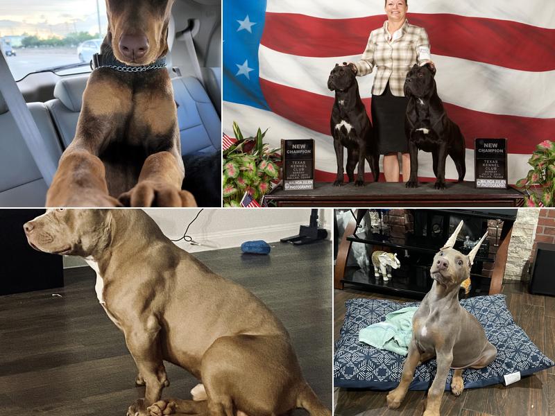 Houston's Ear Cropping Clinic