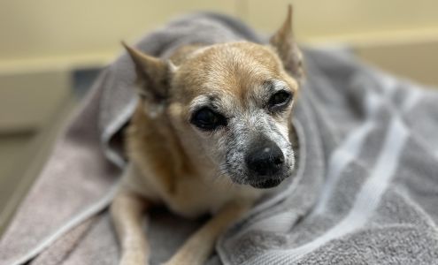 East Dallas Veterinary Clinic