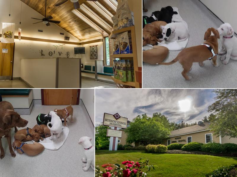 Hudson Animal Hospital, A Thrive Pet Healthcare Partner