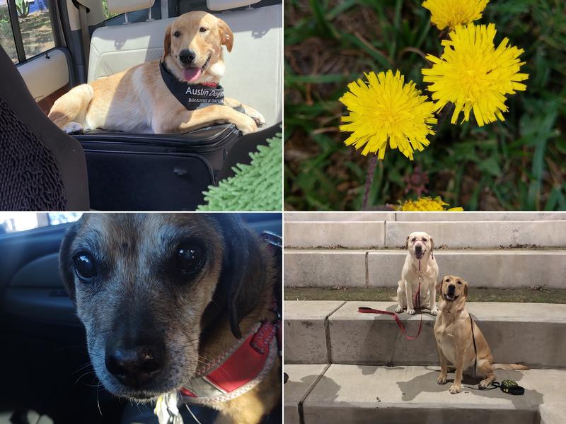 Village Animal Clinic