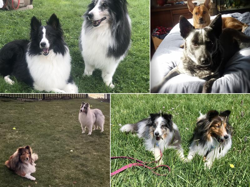 Berkshire Veterinary Hospital