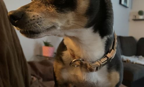 North County Veterinary Hospital 838 Curran Memorial Highway, North Adams Massachusetts 01247