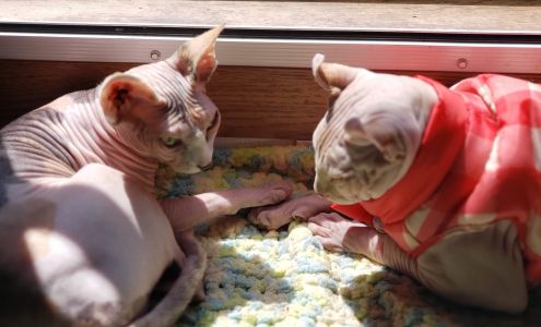 Peek Chris DVM 6001 Davis Blvd, North Richland Hills Texas 76180