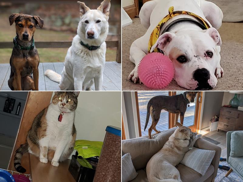 Countryside Veterinary Clinic: Dr. R.L. Massucco, Jr.