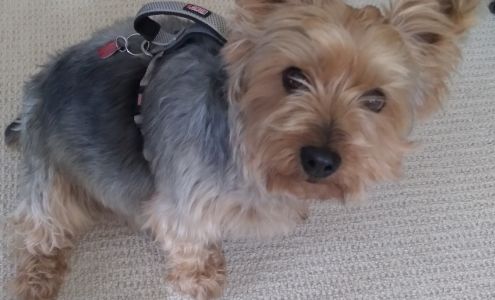 Hillside Veterinary Clinic: Huskey Sarah DVM