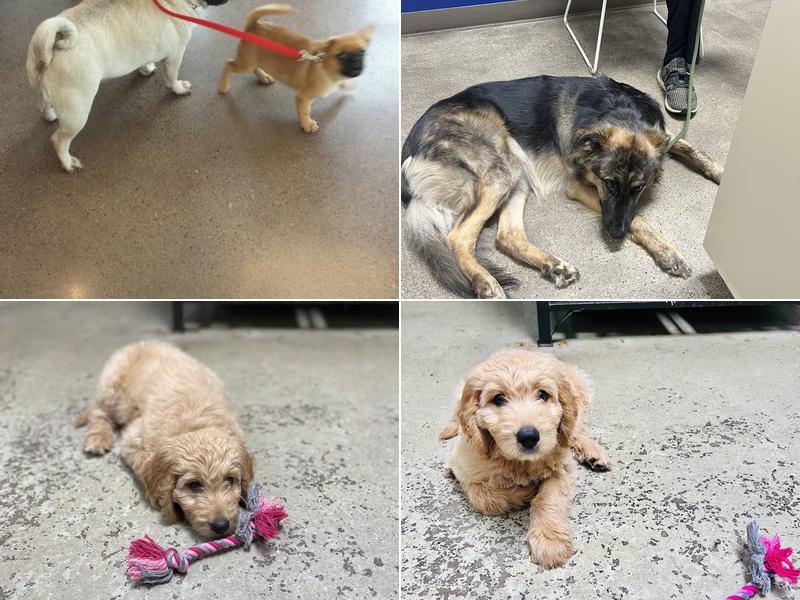 Metro Paws Animal Hospital - Oak Cliff