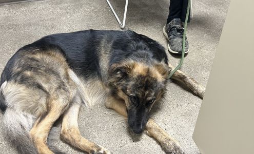 Metro Paws Animal Hospital - Oak Cliff