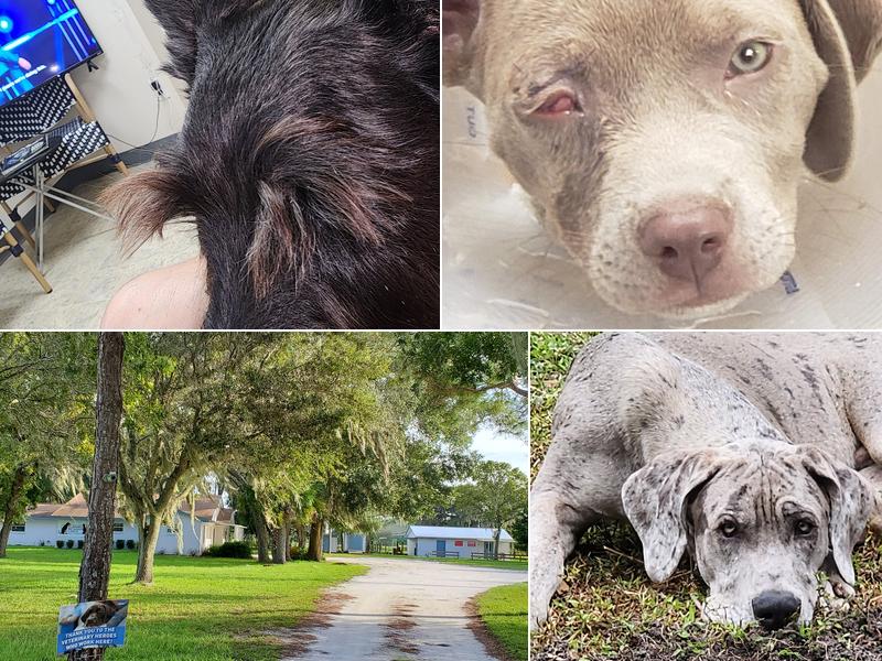 Planned Pethood Cares