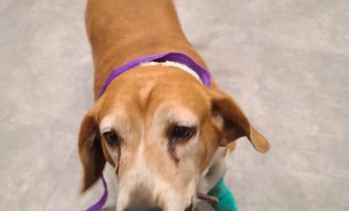 Hillsboro Advanced Veterinary Care Hillsboro