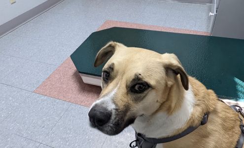 Western Hills Animal Hospital