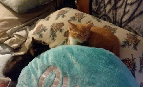 Animal Health International Inc