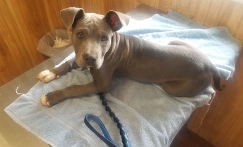 Dean Dale Pet Clinic (Dr. Tonya Tammen) Wichita Falls