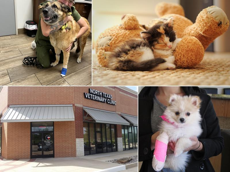 North Texas Veterinary Clinic
