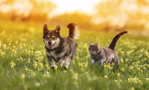 Woodland Springs Veterinary Hospital