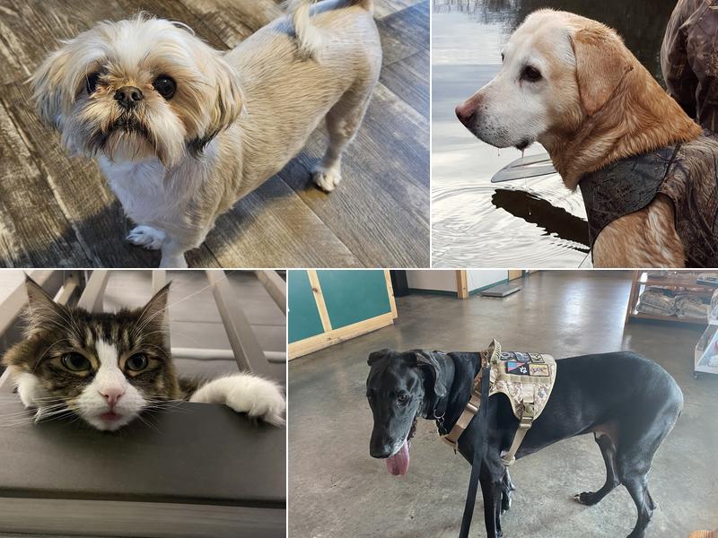 All Creatures Animal Hospital