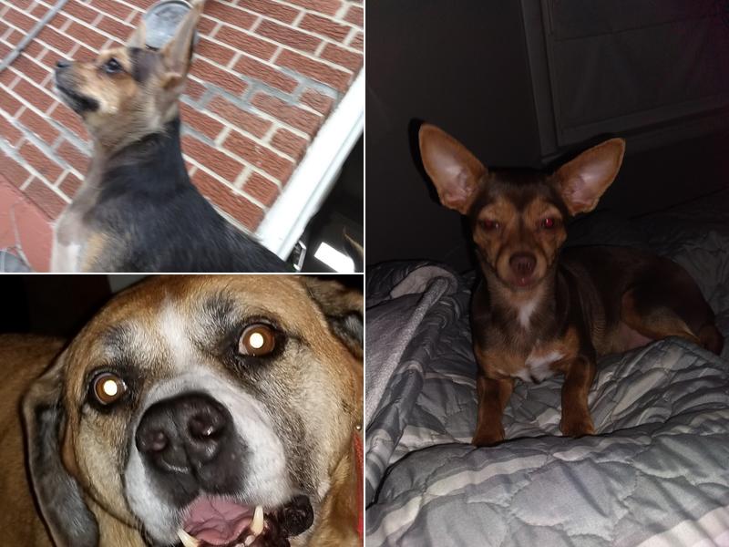 Hartzell Veterinary Services: Hartzell Charles W DVM