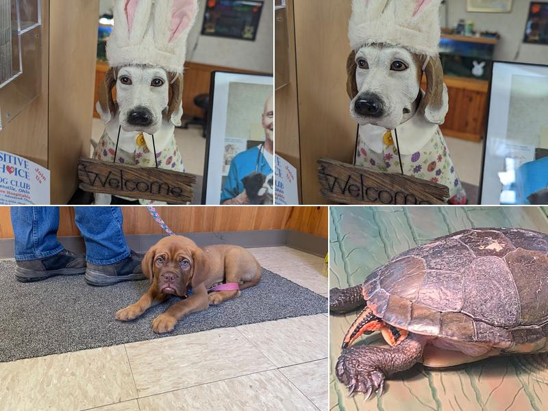 Edgetown Veterinary Clinic And Laser Center