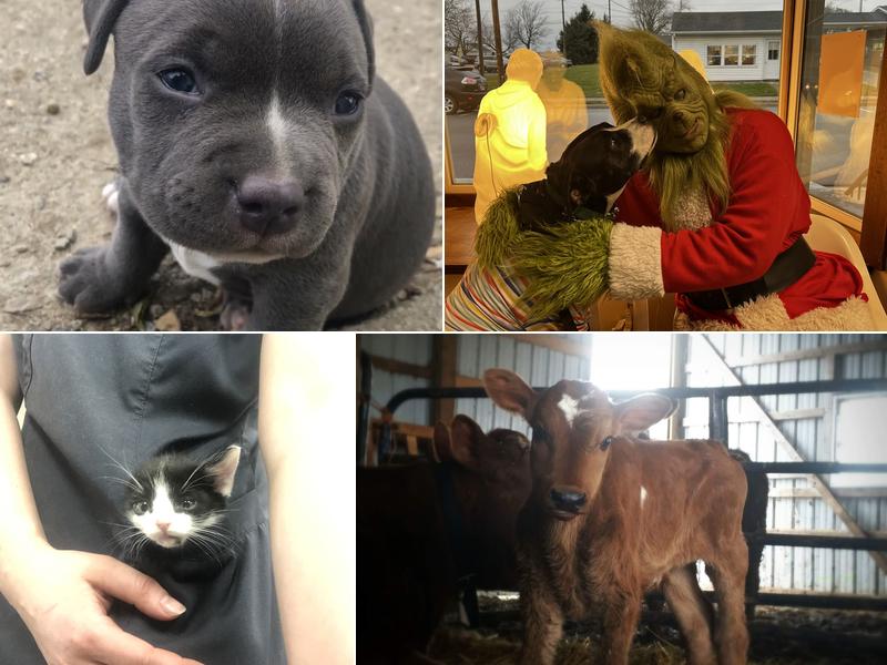 Chickasaw Veterinary Center