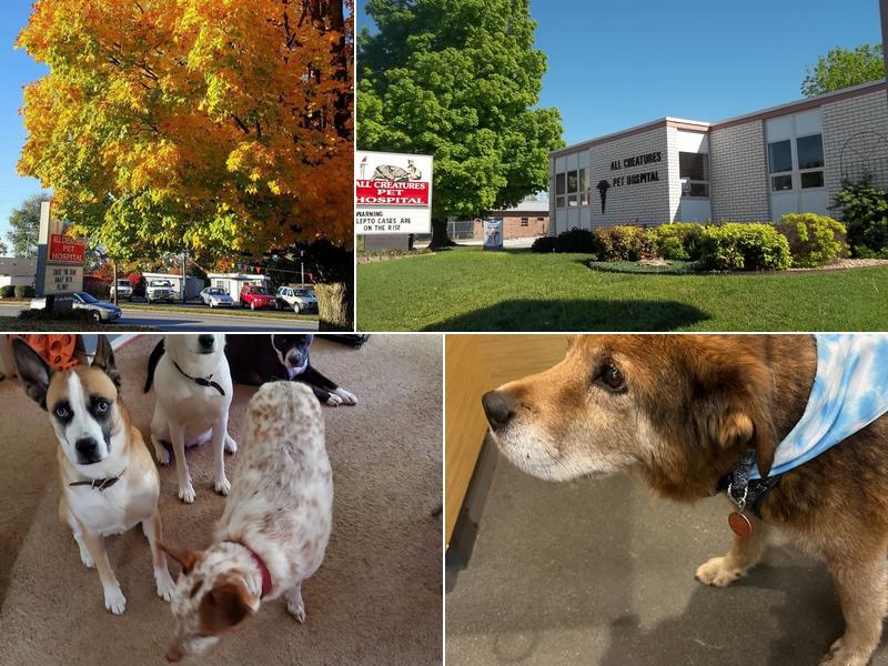 All Creatures Pet Hospital