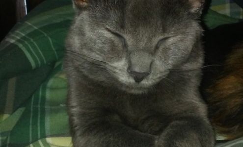 Wilson's Creek Animal Hospital