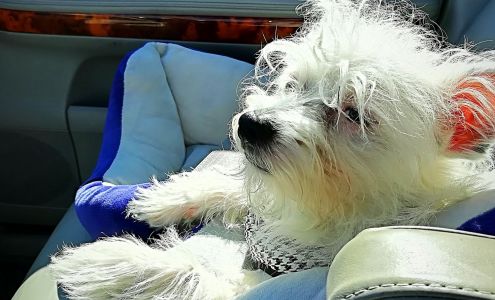 Town & Country Small Animal Hospital