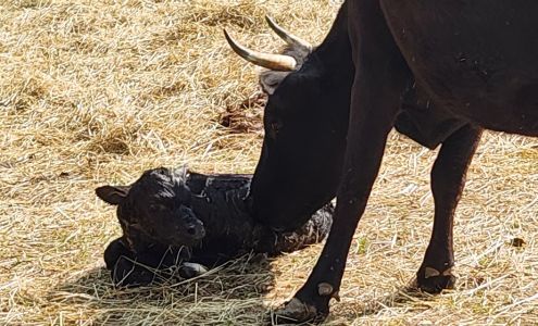 Veterinary Care & Consultation 1406 Commerce Dr, Rushville Indiana 46173