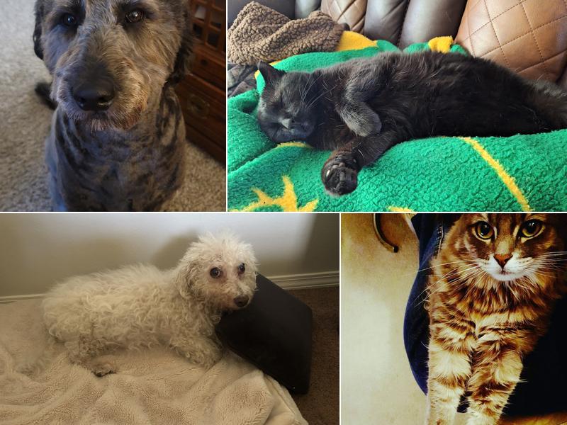 Hessman Mobile Veterinary Services