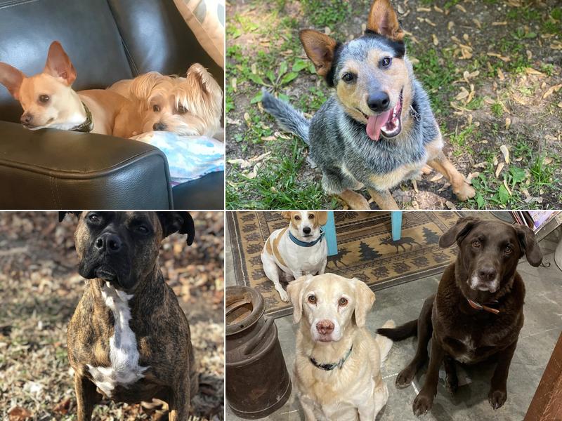 McClure Veterinary Clinic