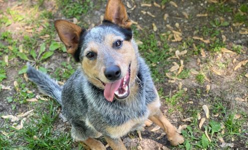 McClure Veterinary Clinic 5309 N Town Centre Dr, Ozark Missouri 65721