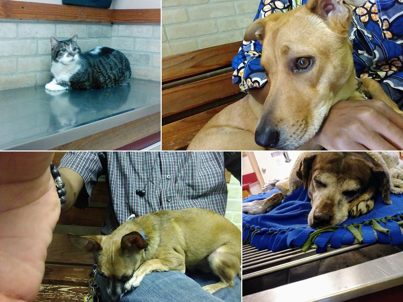 East Lancaster Animal Hospital