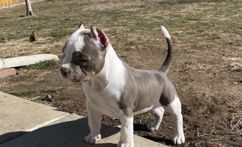 Eastwood Hills Animal Hospital