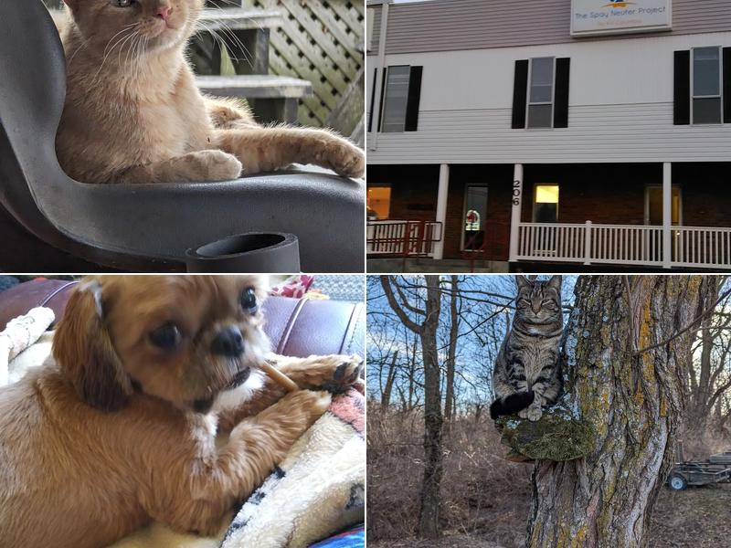 The Spay Neuter Project